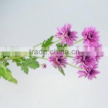 Alibaba china hot sale small chrysanthemum cut flower