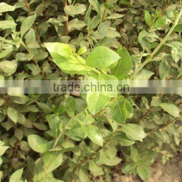 Henna Natural Henna ( Menhdi ) 100% Pure Hair Dye photo-6