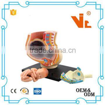 V-HM02 4D MASTER The Parent Organization of Human Uterus With the Fetus Assembled Model Quality Choice photo-2