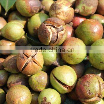 Fertilizer & Pesticides Usage of Camellia Seed Meal photo-2