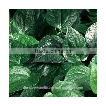 Betel Leaf Oil (CG1) (Piper Betle)