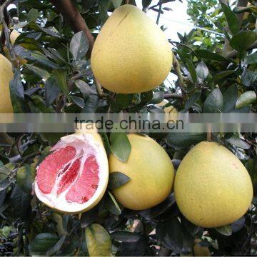 export honey yellow pomelo fruit for wholesale