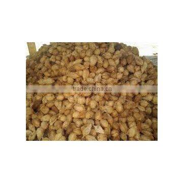 Fresh Indian Coconut in Semi Husked photo-5