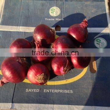 HOT SALE/ BEST QUALITY RED ONIONS Export to Any Country photo-6