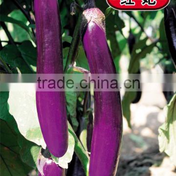 Hybrid purple eggplant seeds-Hong Fei