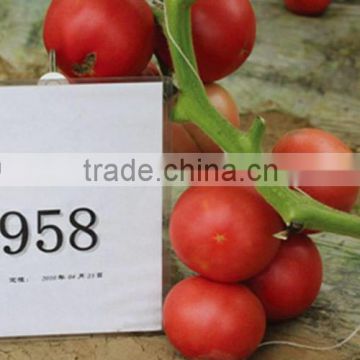 High Yield Top Quality Hybrid F1 Tomato Seeds For Planting-ZY 958