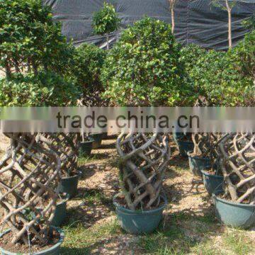 Ficus Microcarpa