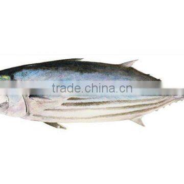 frozen skipjack tuna