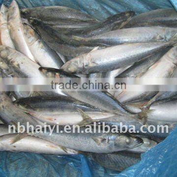 2011 New Mackerel( Scomber Japonicus)