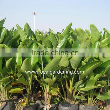 Strelitzia reginae Bird Of Paradise Crane Flower