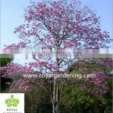 Tabebuia Rosea Landscaping Tree Pinky Flower Tree photo-3