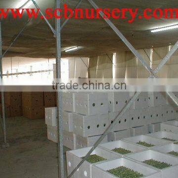 Lucky Bamboo Straight Bamboo Dracaena Sanderiana photo-3