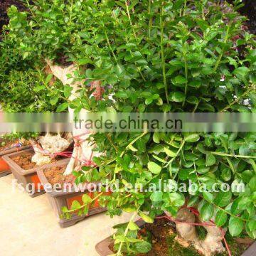 Lagerstroemia indica bonsai with leaves