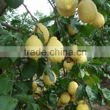 Fresh Citrus Fruits /Yellow Eureka Fresh Lemon photo-4