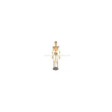 Sell Manikin Human Skeleton