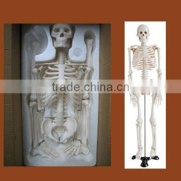 Human skeleton model 45cm