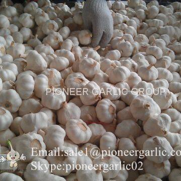 4.5cm 5cm 5.5cm Pure White Garlic 5p Small Packing 1n 10kg Carton Box photo-5