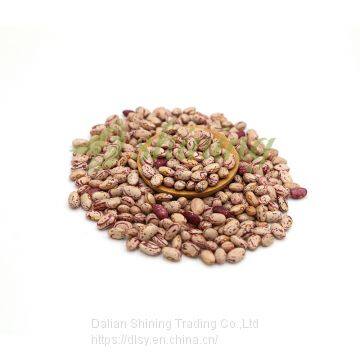 Chinese Cranberry Beans photo-3
