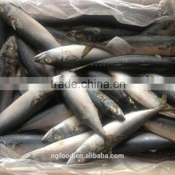 Frozen Mackerel Pacific 150-300g