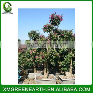 Bougainvillea spectabilis big bonsai (1)