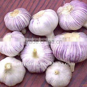 Jinxiang Garlic