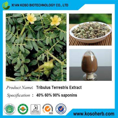 Tribulus Terrestris Extract photo-3