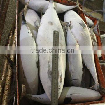 Frozen Fish Bonito Size photo-2