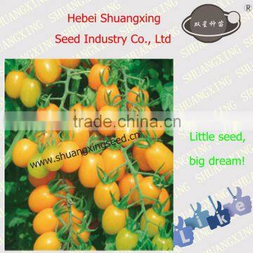 Good quality yellow Oblong Cherry tomato seeds