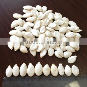 sell pumpkin seeds high quality