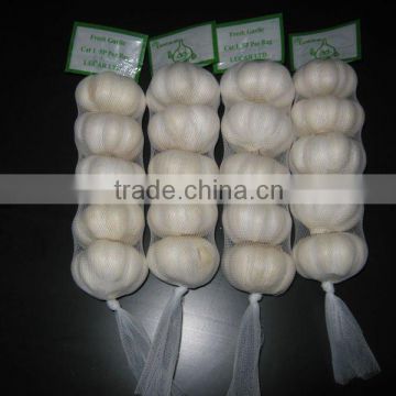 normal white garlic