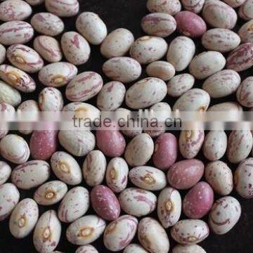 We are supply light speckelkidney beans with best price for sale