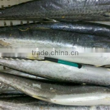 frozen spanish mackerel