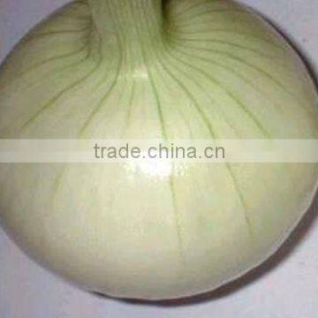 Fresh onion