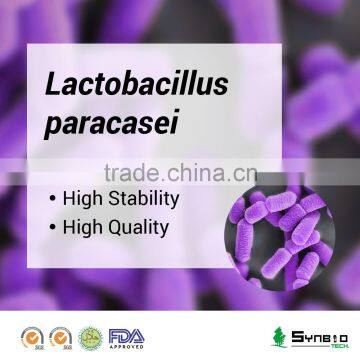 Lactobacillus paracasei