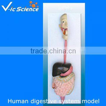 Human digestive system organ model