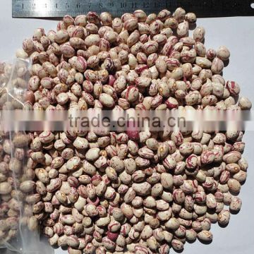 2014 Light Speckled Kidney Bean Xinjiang Round Type 150-170