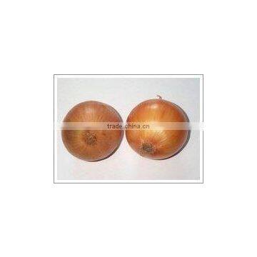 Chinese Gansu Fresh yellow Onion