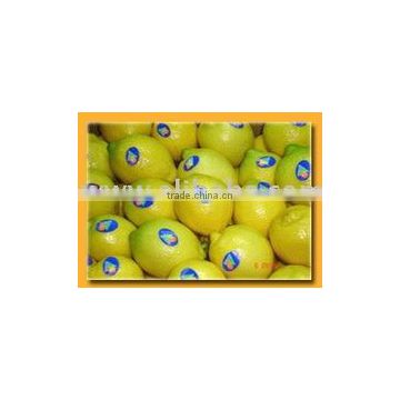 Bulk Quanity Egypt Lemon