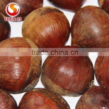 Big Size 2016 New Crop Fresh Dandong Chestnut for Advance Sale photo-4