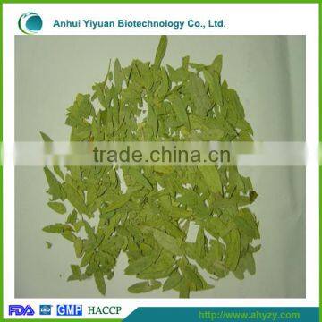 Supply high quality dried Folium Senna leaf( Fan xie ye)