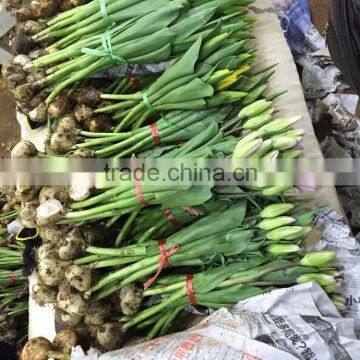 Fresh Cut Multicolor Tulips Flowers photo-2