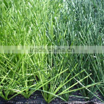 High Simulation Cheap Football Artificial Turf Football Field Synthetic Grass Carpet Synthetic Grass for Soccer Fields photo-3