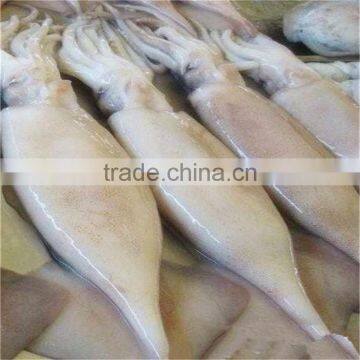 frozen whole squid with favourable price