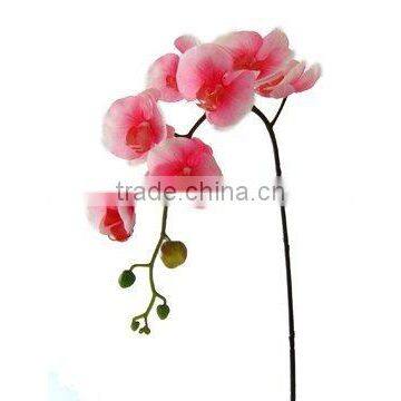 Silk Phalaenopsis Orchid/Phalaenopsis Hybrid