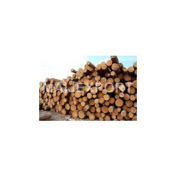 We sell spruce wood logs