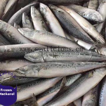 Sea Fish Pacific Mackerel Land Frozen on Sale (Size8-10PCS/KG,95% N.W)