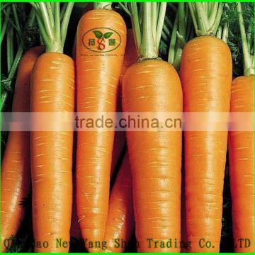 Lastest Chinese Fresh Carrot Crop Production Price