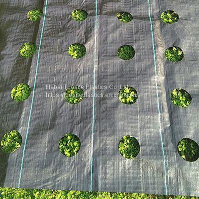 Garden Weed Barrier Landscape Fabric Woven PP 100gsm Weed Barrier Fabric Ground Cover Mat