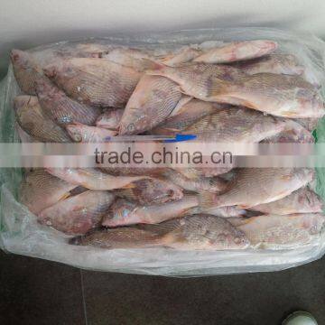 Frozen Yellow Croaker photo-2