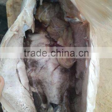 HACCP EU Certification Land Frozen Roe off Grey Mullet and Mugil Cephalus